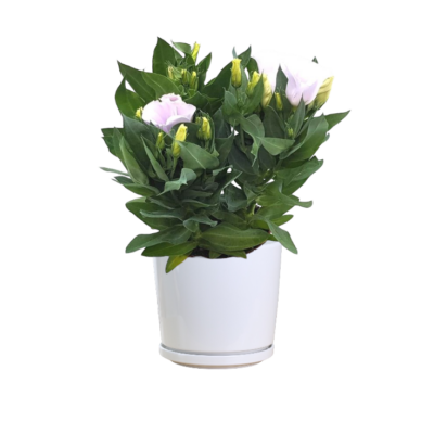 Eustoma Grandiflorum 'Bolero Ivory'